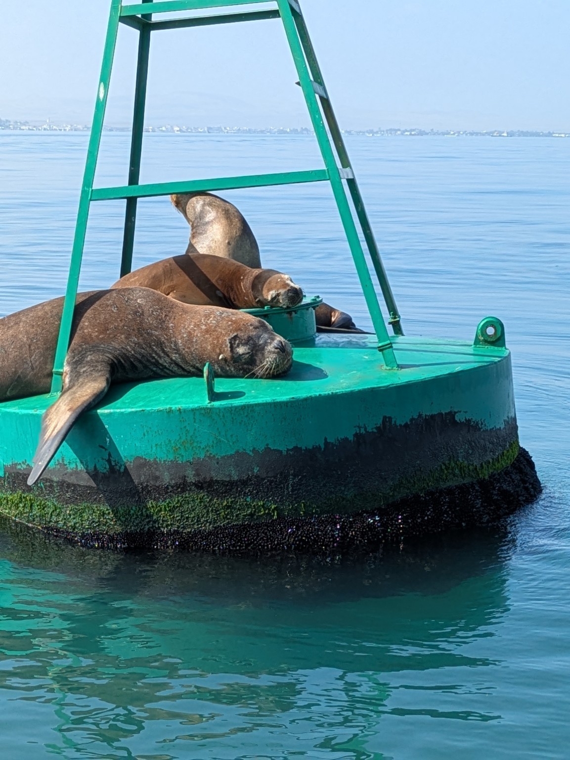 Sea lions at Ballestas Islands